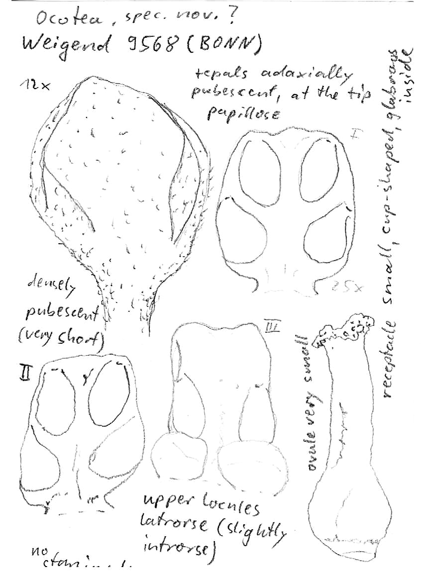 Vorschaubild Andea tunquiensis (van der Werff) van der Werff